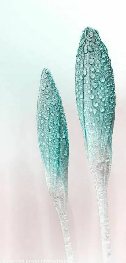 Two dewy budding flowers against a light background.