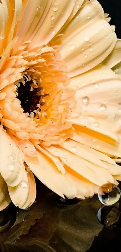 Peach flower with dewdrops on reflective surface wallpaper.