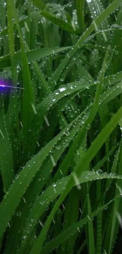 Dew-covered grass with purple lens flare.