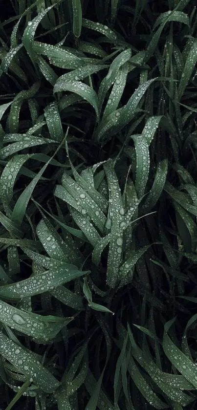 Refreshing dewy green grass leaves with water droplets.