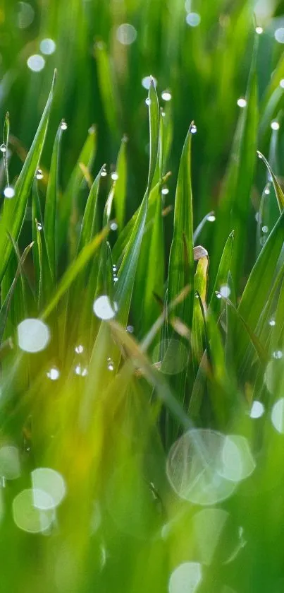 Close-up of dewy green grass with soft bokeh lights.