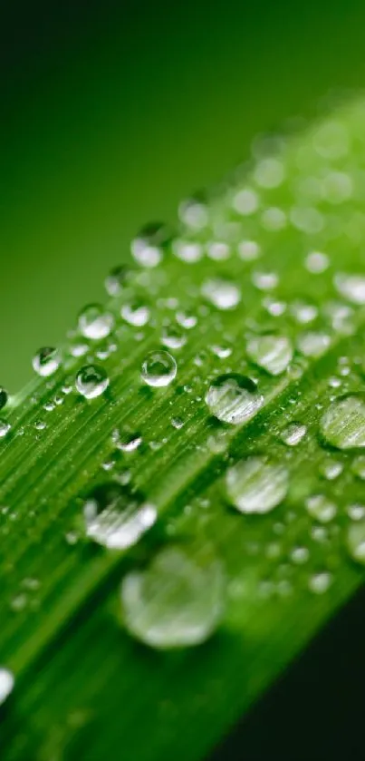 Macro shot of dewdrops on a vibrant green leaf.