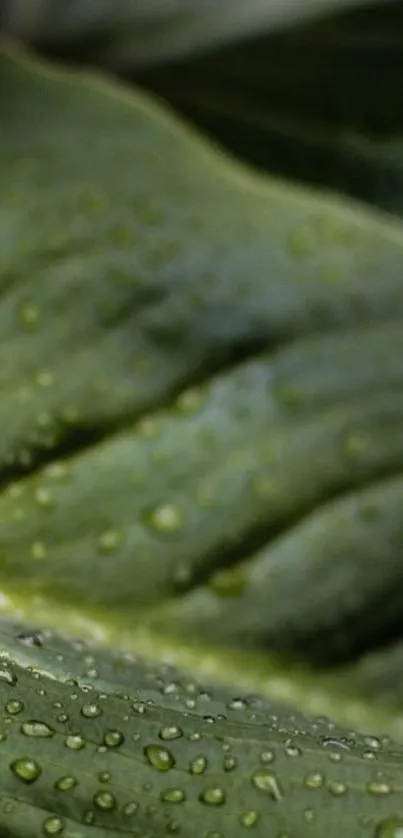 Close-up of a dewy green leaf with detailed texture.