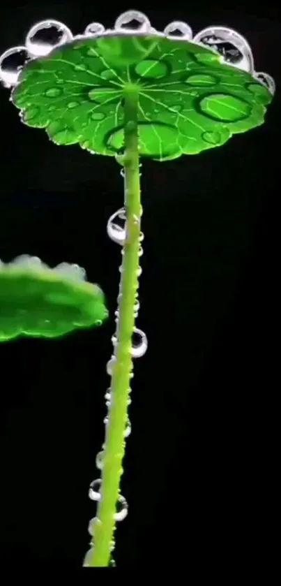 Close-up of a green leaf with water droplets in a dark background.