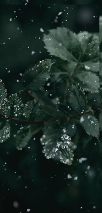 Dew-covered green leaves in serene focus.