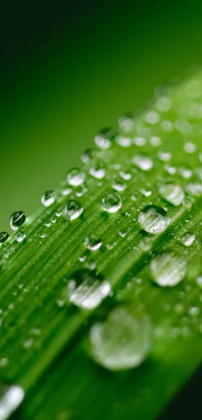 Close-up of dewy green leaf with water droplets, ideal for mobile wallpaper.