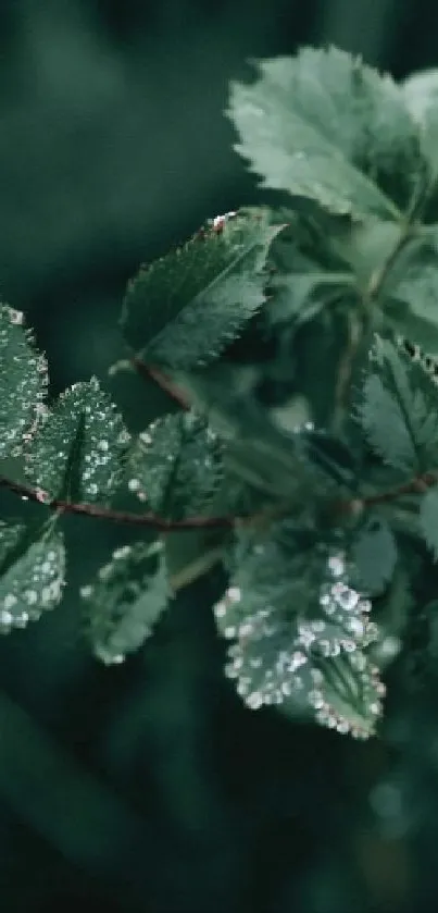 Close-up of dewy green leaves on a dark, rich background.