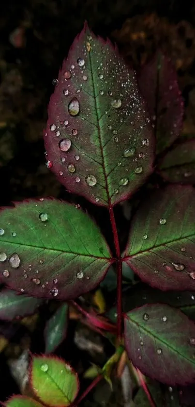 Close-up of a dewy leaf with water droplets and green hues.