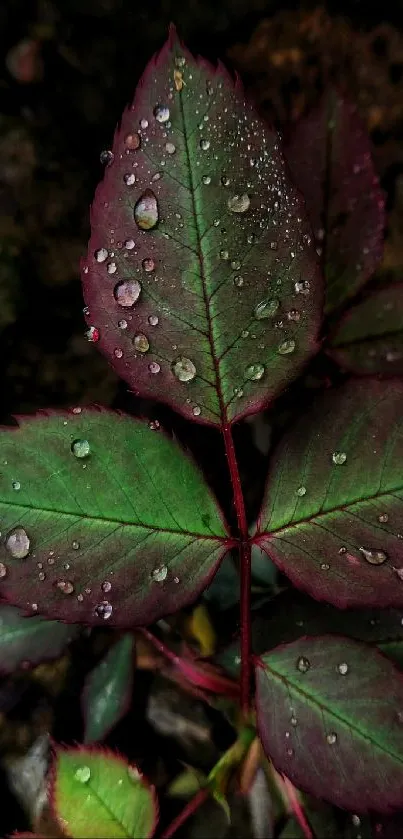 Close-up of dewy green and red leaves.