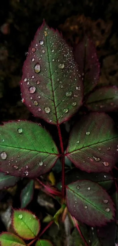 Close-up of dew-covered green leaves on a dark background.