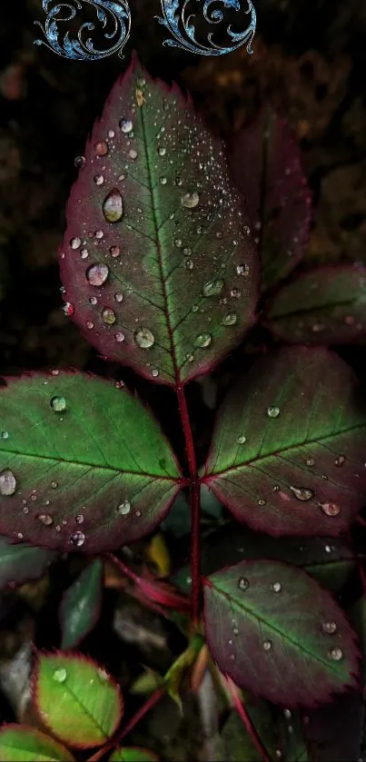 Dewy green leaves on dark background mobile wallpaper