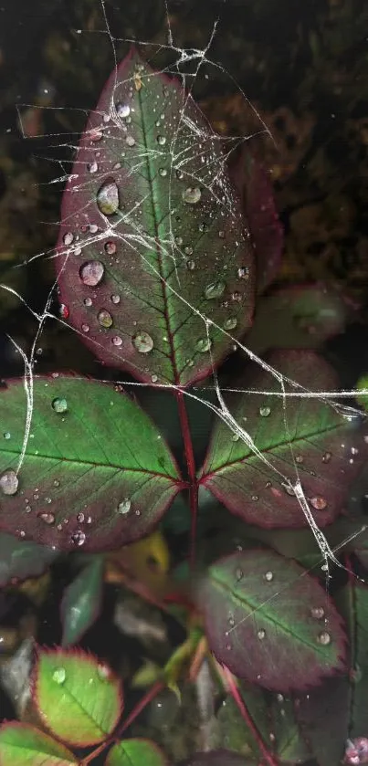 Green leaves with dew and a spider web on a dark background.