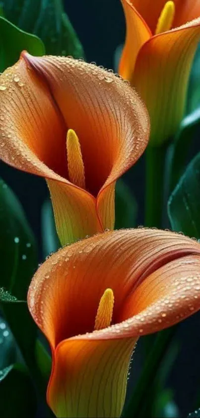 Close-up of dewy orange calla lily with green leaves.