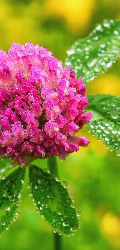 Dewy pink clover flower against a green background.