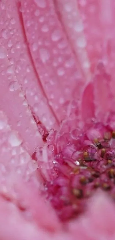 Close-up of a dewy pink flower with water droplets on petals.