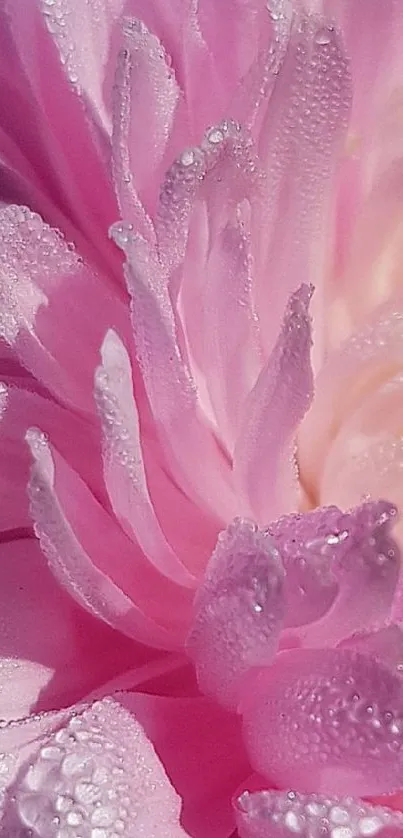 Close-up of a dewy pink flower with delicate petals.