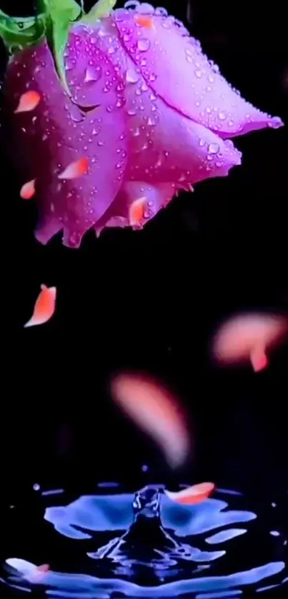 Dewy pink rose with petals on black background and water ripple.