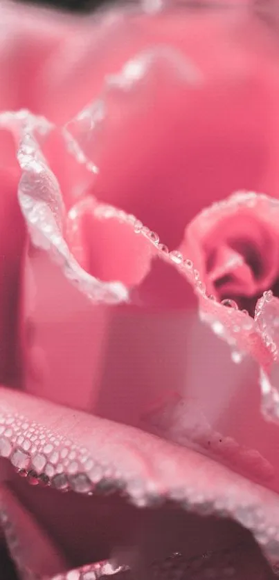 Close-up of a dewy pink rose, perfect for elegant mobile wallpaper.