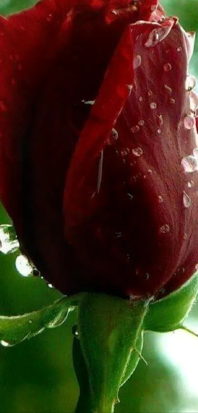 Close-up of a dewy red rose with green background.