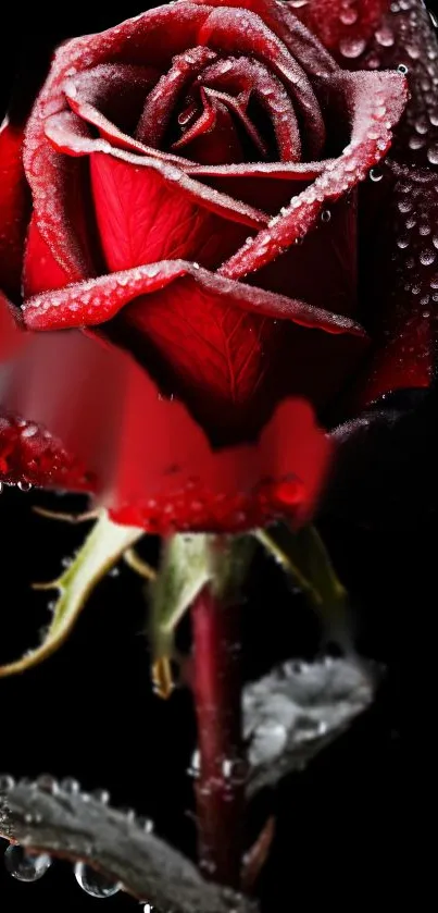 Stunning red rose with dewdrops on petals.