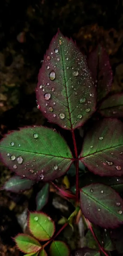 Close-up of dewy rose leaves with a dark background.