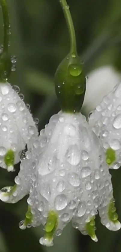 Close-up of dew-covered snowdrop flowers against a green background.