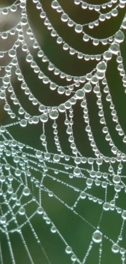 Serene raindrop-covered spiderweb against green background.