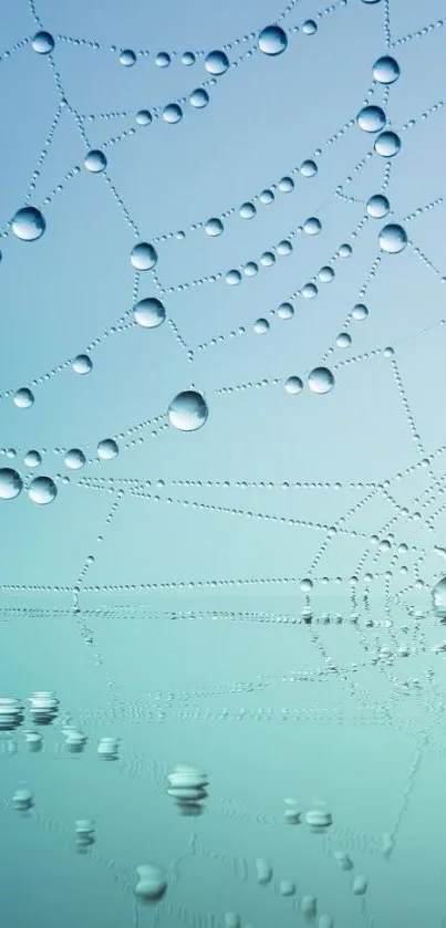 Spider web with water droplets on a pale blue gradient background.