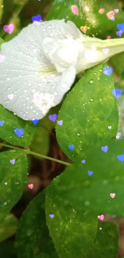 White flower with dew on lush green leaves.