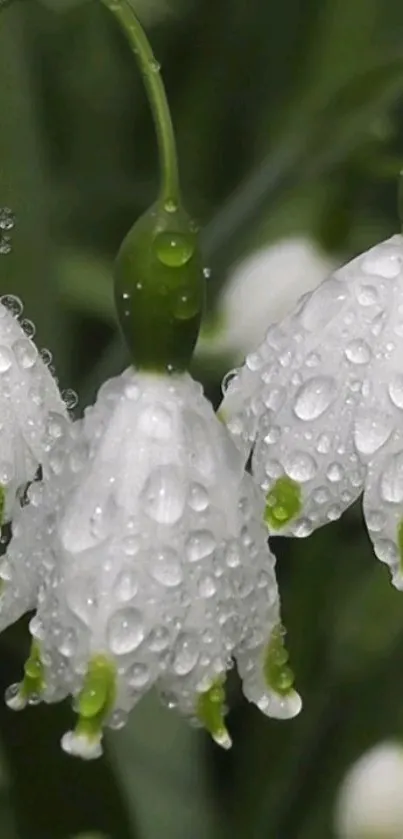 Close-up of dewy white flowers on green stems.