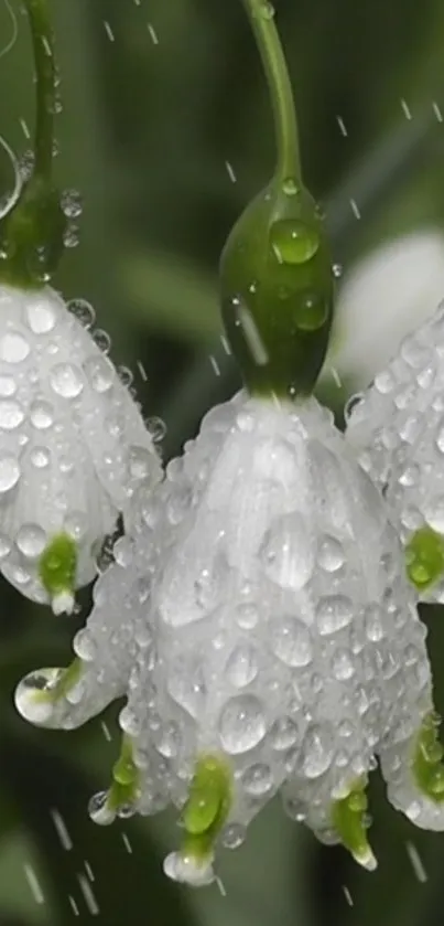 Close-up of dewy white flowers with green stems.