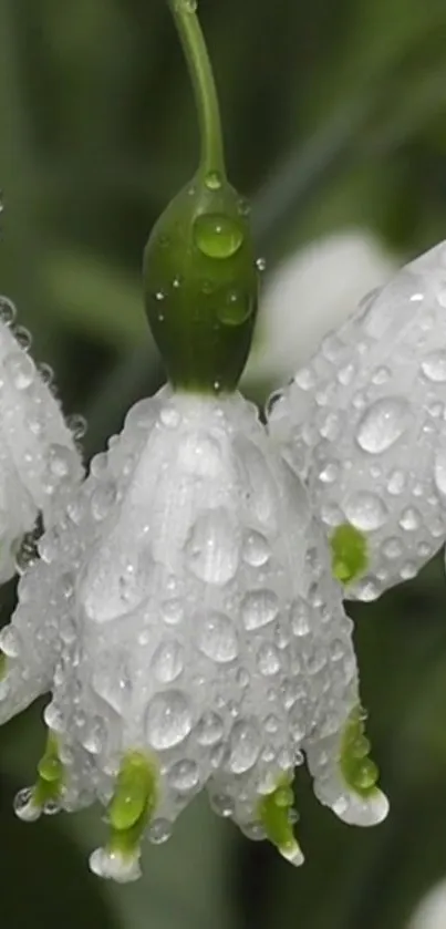 Close-up of dewy white flowers with green stems.