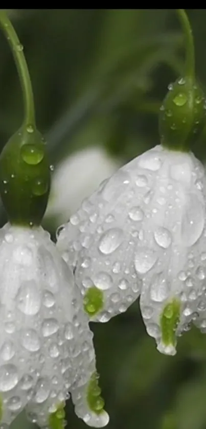 Close-up of dewy white flowers with green stems.