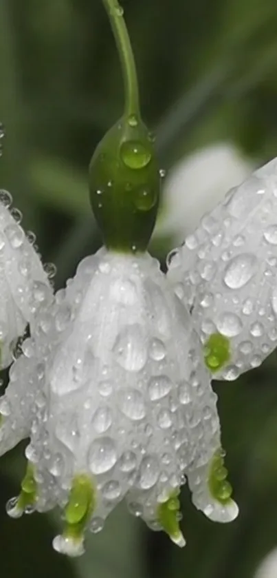 Close-up of dewy white flowers on dark green background.