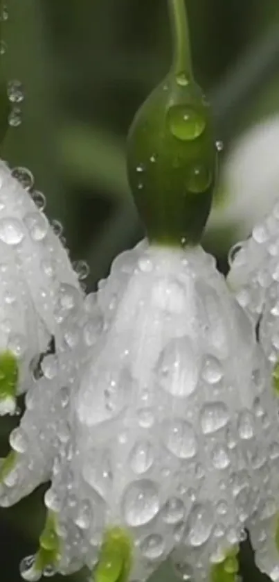 Close-up of dewy white flowers with green stems, perfect for a serene wallpaper.