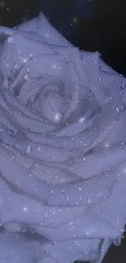 Dewy white rose in dark background wallpaper.