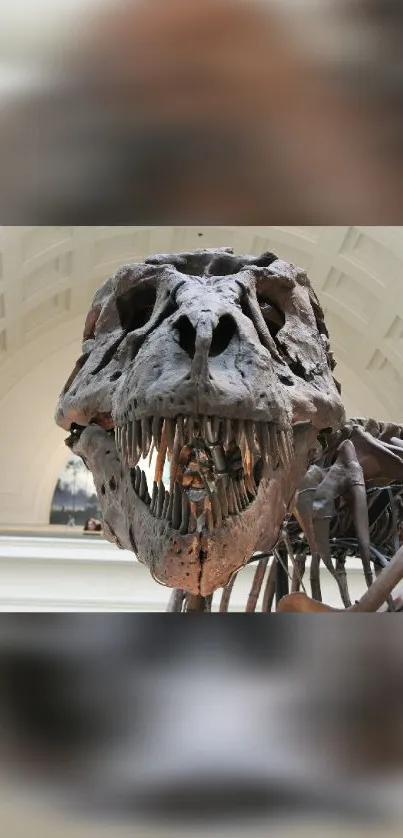 Dinosaur skull close-up in museum setting.