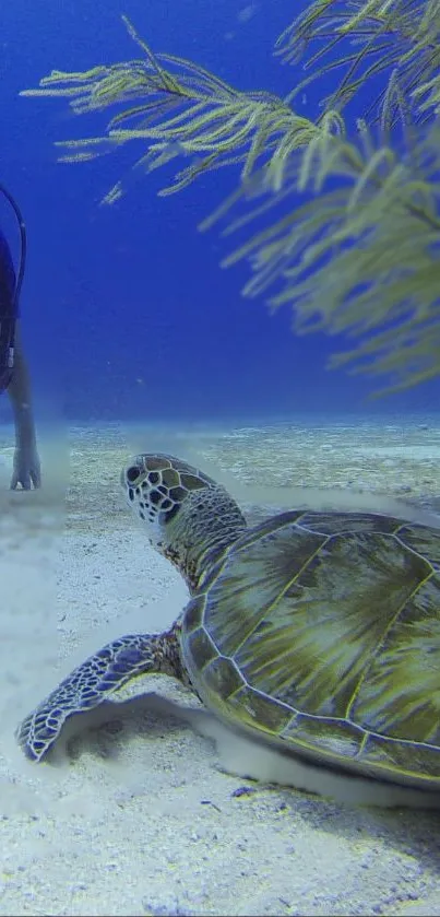 Diver encounters sea turtle underwater.