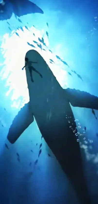 Diver swimming with a whale in deep blue ocean waters.