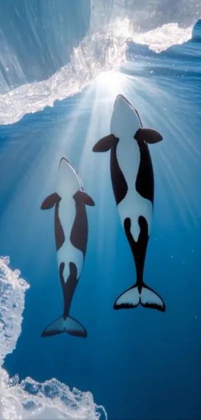 Two orcas swim beneath icy waters, illuminated by sunlight.