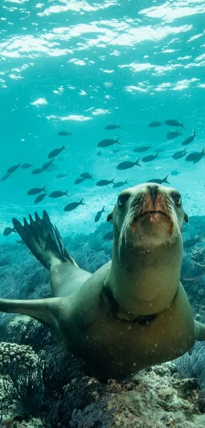 Diving sea lion surrounded by fish in clear turquoise water