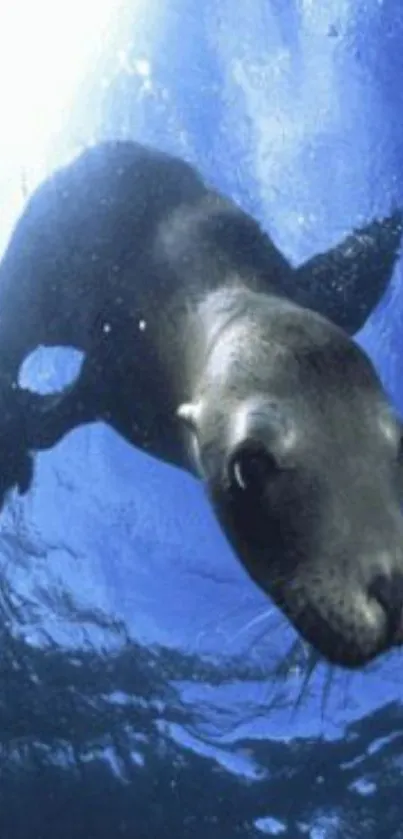 A seal diving gracefully underwater in vibrant blue ocean hues.