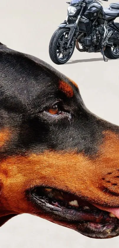 Powerful Doberman with sleek motorcycle in striking wallpaper design.