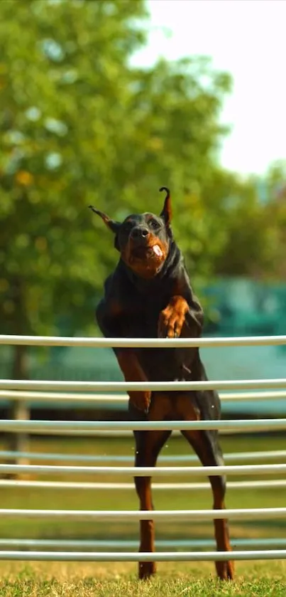 Doberman jumping over a fence in a vibrant green park.