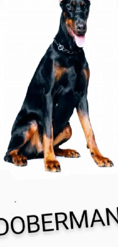 Doberman dog sitting on a white background, stylish and sleek.