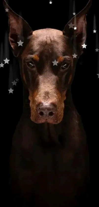 Doberman pinscher portrait with black background for mobile wallpaper.