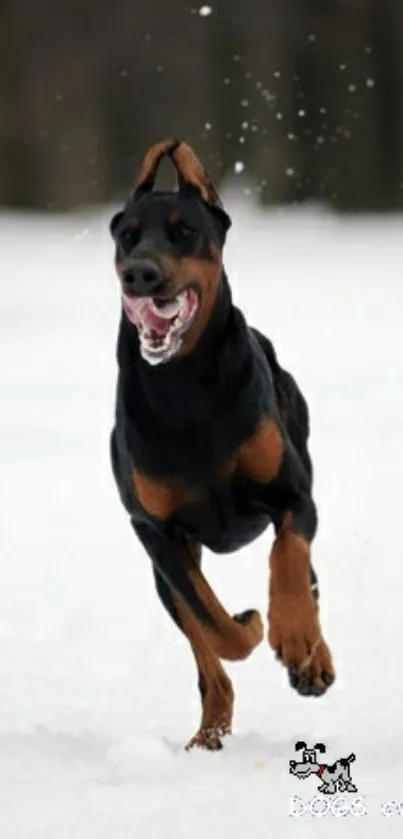 Doberman runs energetically through a snowy field in winter.