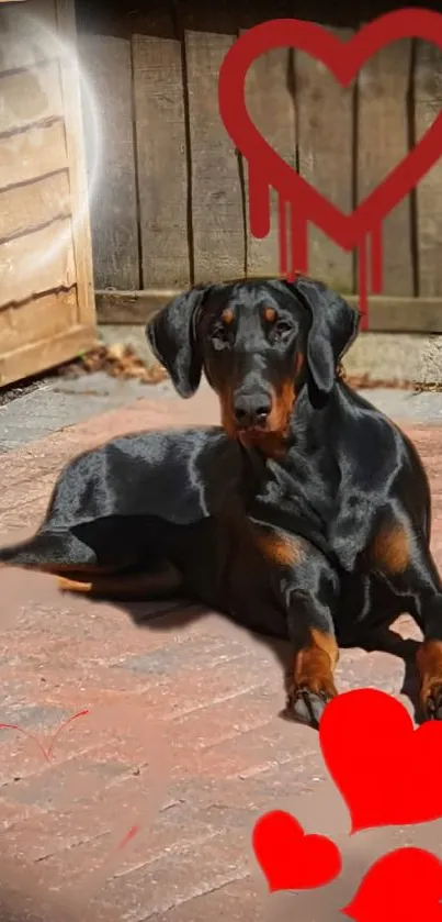 Doberman dog with red hearts mobile wallpaper.