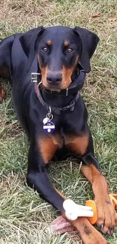 Doberman lying on grass with an orange toy.