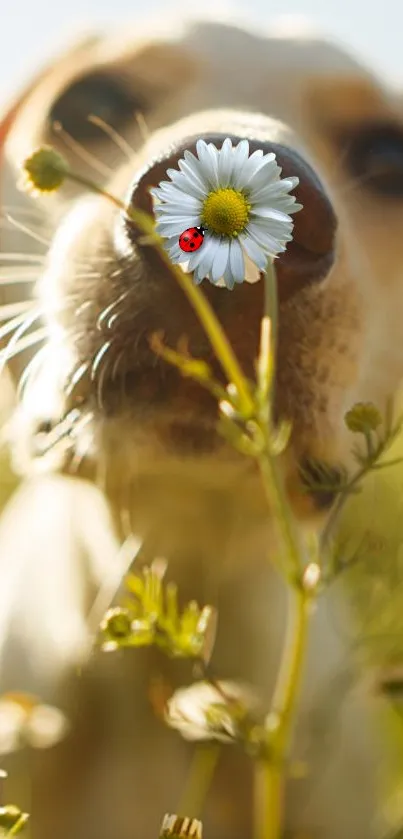 Dog sniffing a daisy with a ladybug on it in a field.